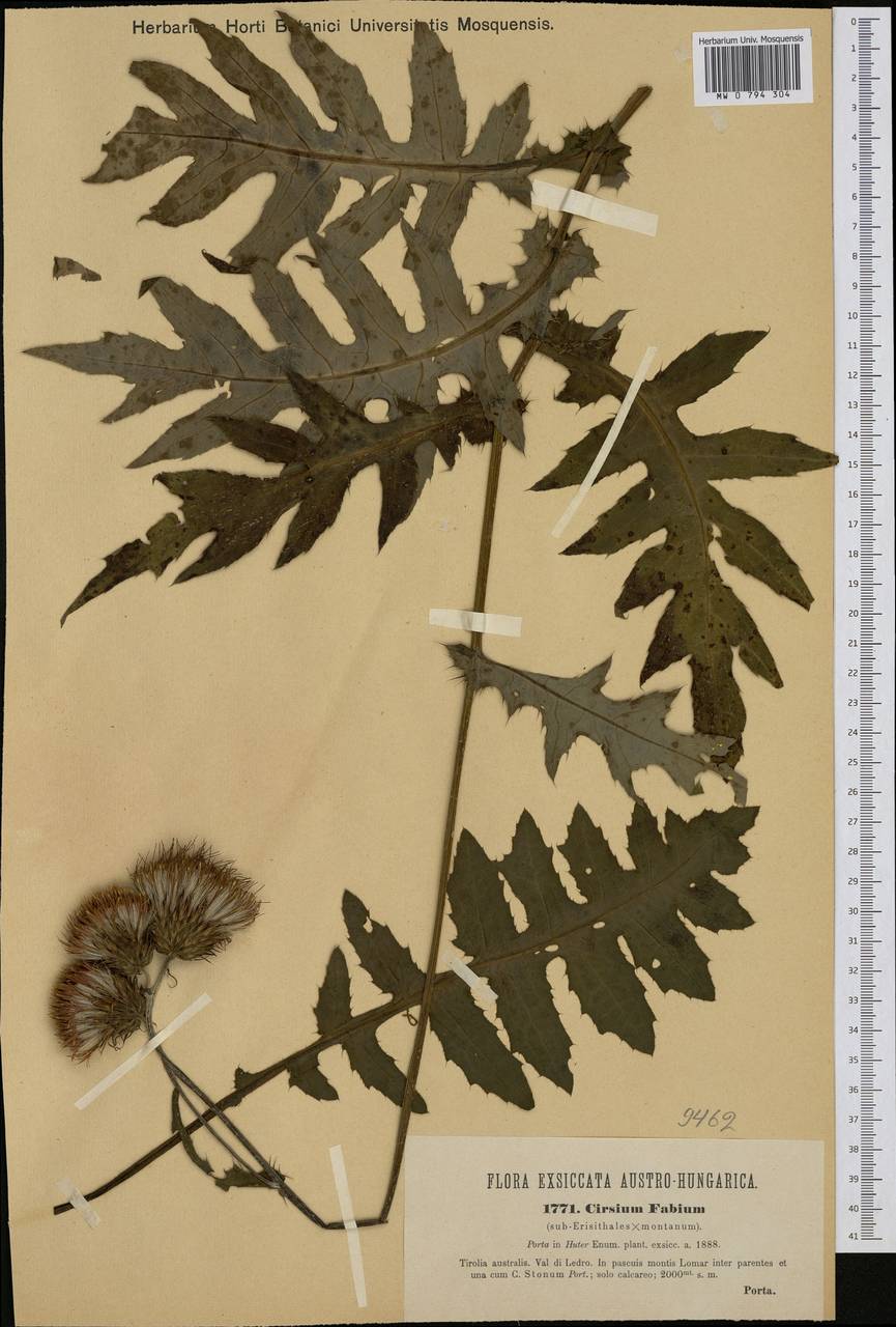 Cirsium fabium, Западная Европа (EUR) (Италия)