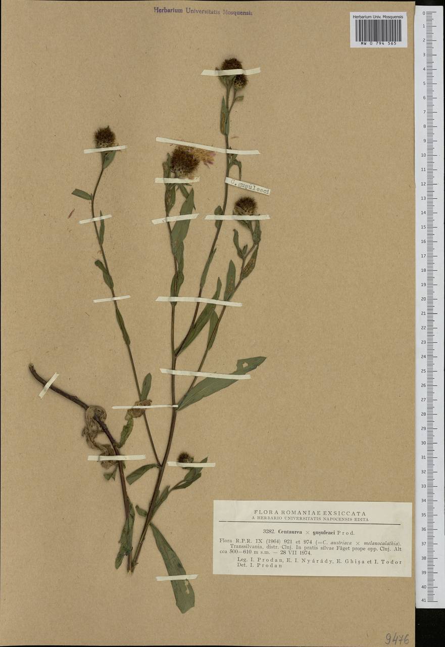 Centaurea gusuleacii, Западная Европа (EUR) (Румыния)
