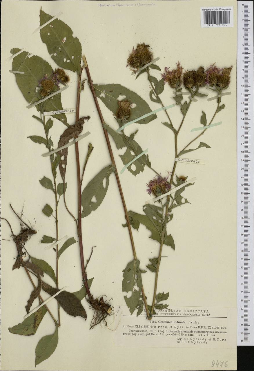 Василек затвердевший Janka, Западная Европа (EUR) (Румыния)