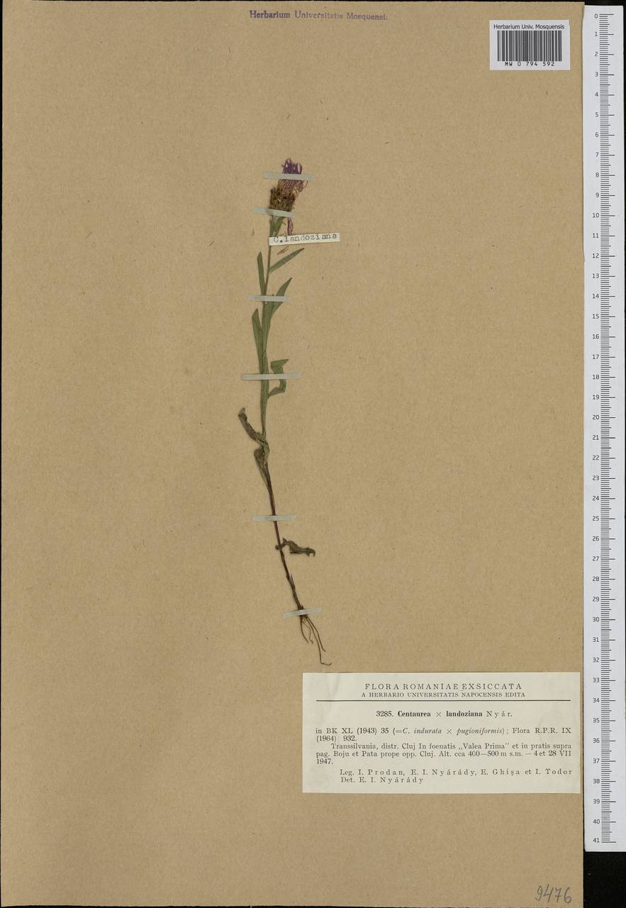 Centaurea landoziana, Западная Европа (EUR) (Румыния)