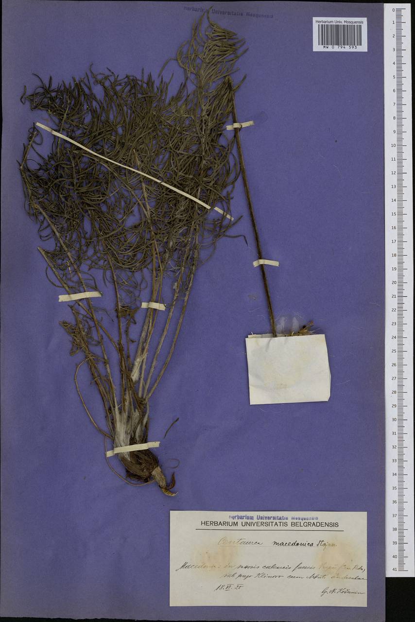 Centaurea macedonica Boiss., Западная Европа (EUR) (Северная Македония)