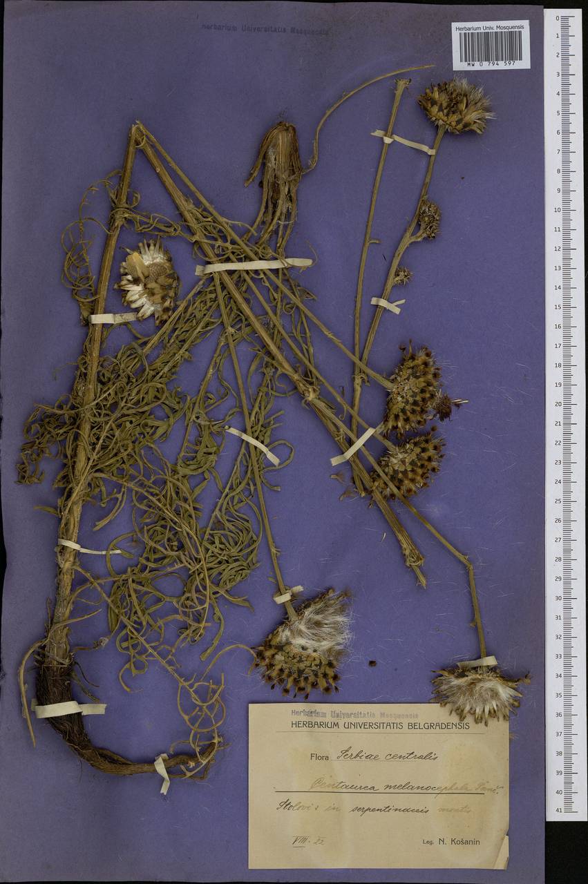 Centaurea melanocephala Pancic, Западная Европа (EUR) (Сербия)