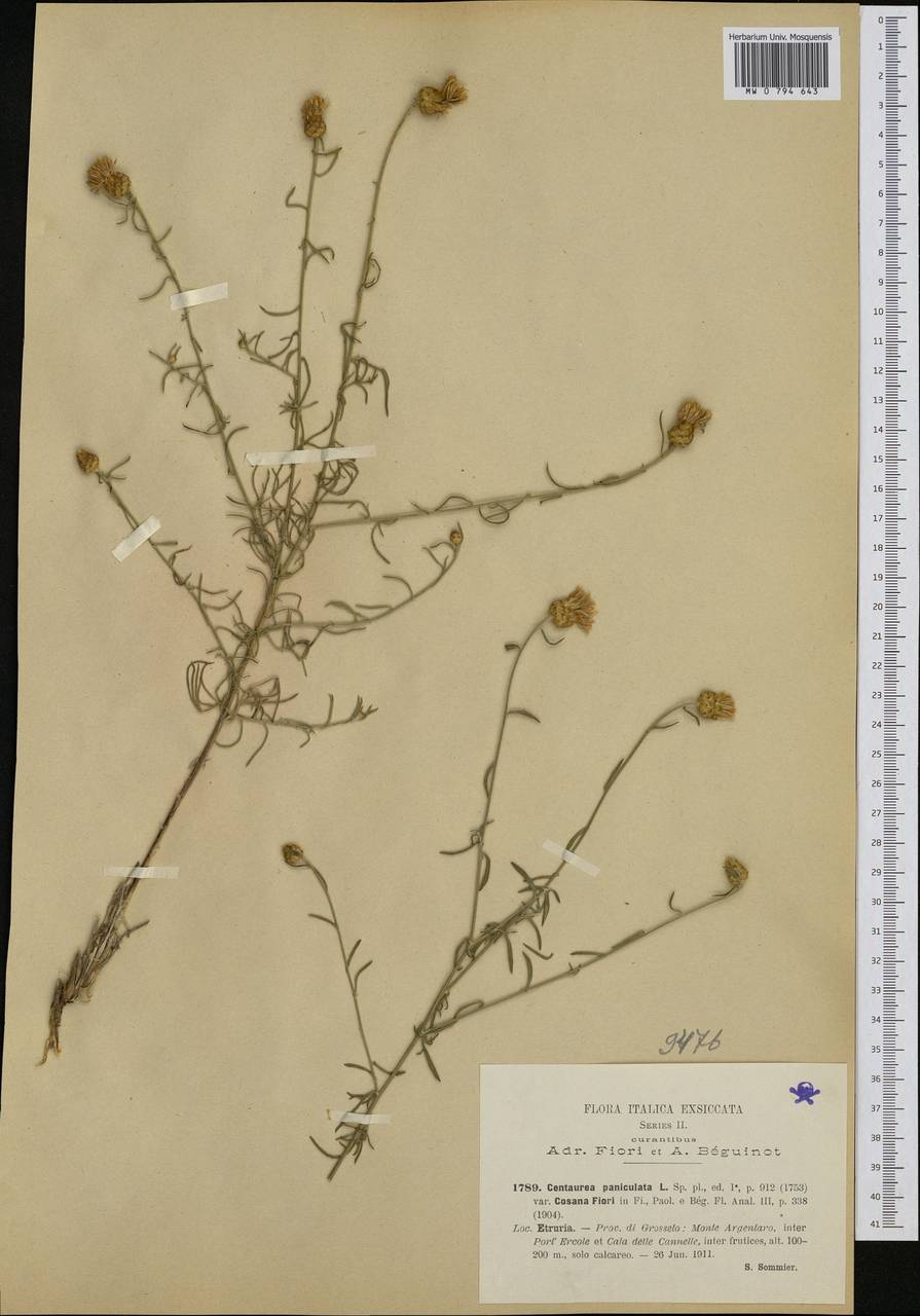 Centaurea aplolepa subsp. cosana (Fiori) Dostál, Западная Европа (EUR) (Италия)