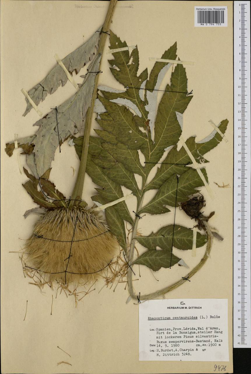 Rhaponticum centauroides (L.) O. Bolòs, Западная Европа (EUR) (Испания)