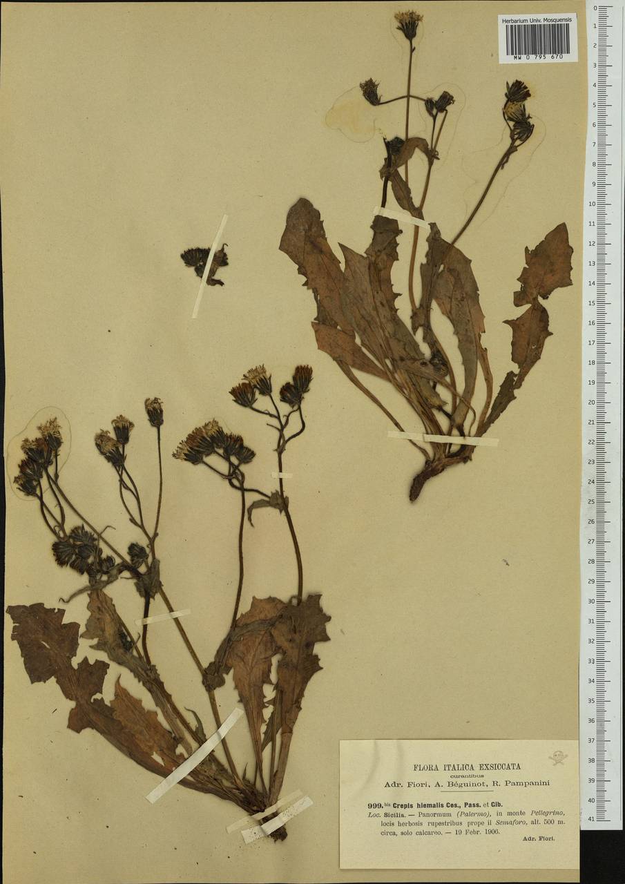 Crepis vesicaria subsp. hyemalis (Biv.) Babc., Западная Европа (EUR) (Италия)