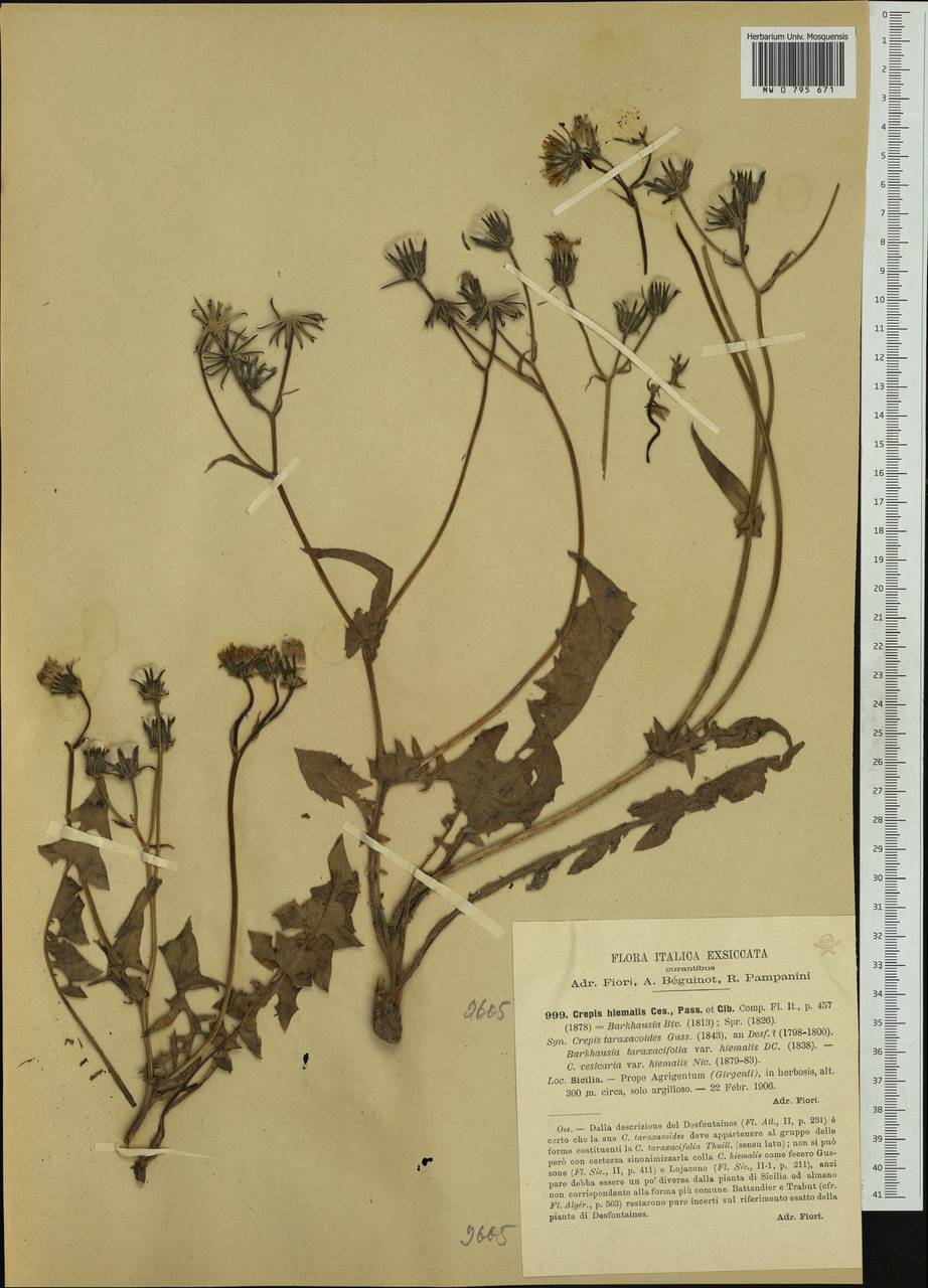 Crepis vesicaria subsp. hyemalis (Biv.) Babc., Западная Европа (EUR) (Италия)