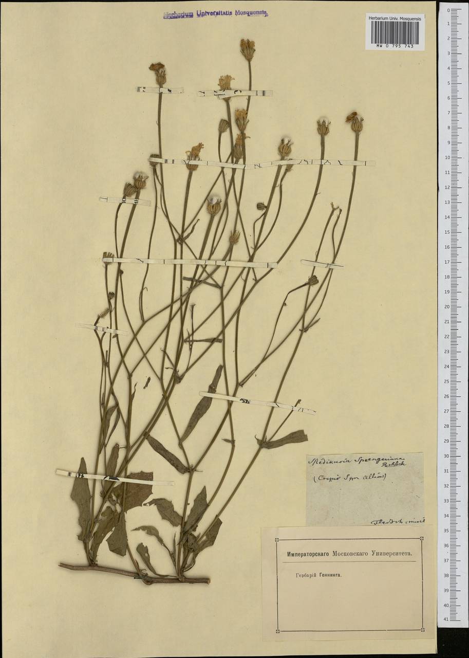 Picris rhagadioloides (L.) Desf., Западная Европа (EUR)