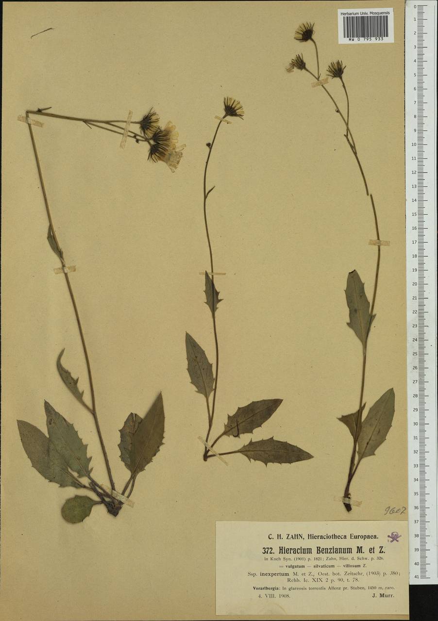 Hieracium benzianum Murr & Zahn, Западная Европа (EUR) (Австрия)