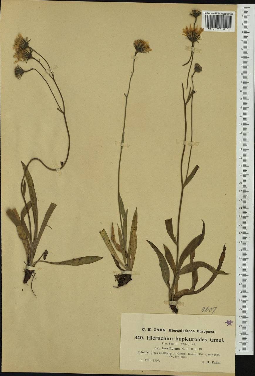 Hieracium bupleuroides subsp. breviflorum Nägeli & Peter, Западная Европа (EUR) (Швейцария)