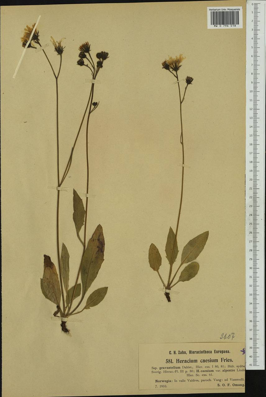 Hieracium constringens Norrl., Западная Европа (EUR) (Норвегия)