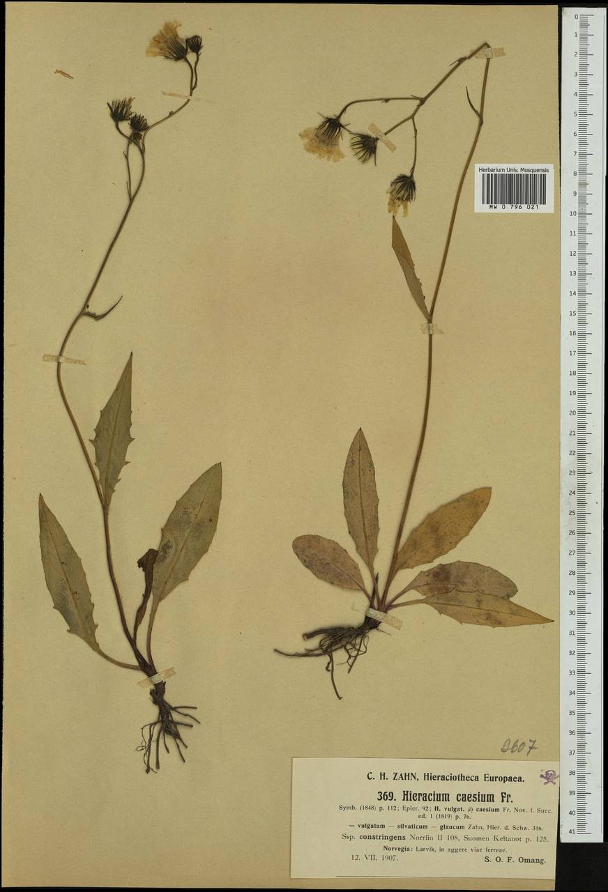 Hieracium constringens Norrl., Западная Европа (EUR) (Норвегия)