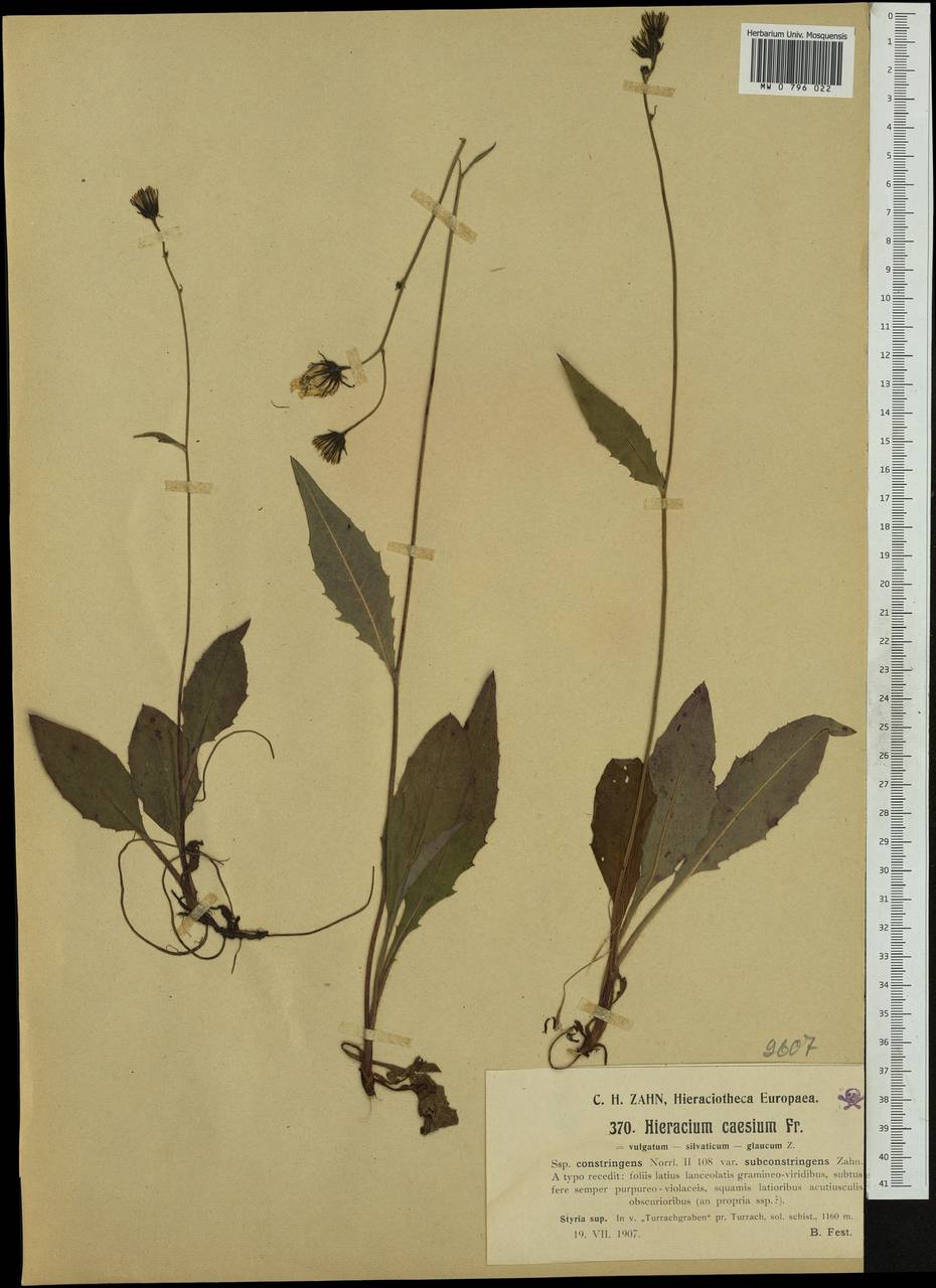 Hieracium constringens Norrl., Западная Европа (EUR) (Словения)