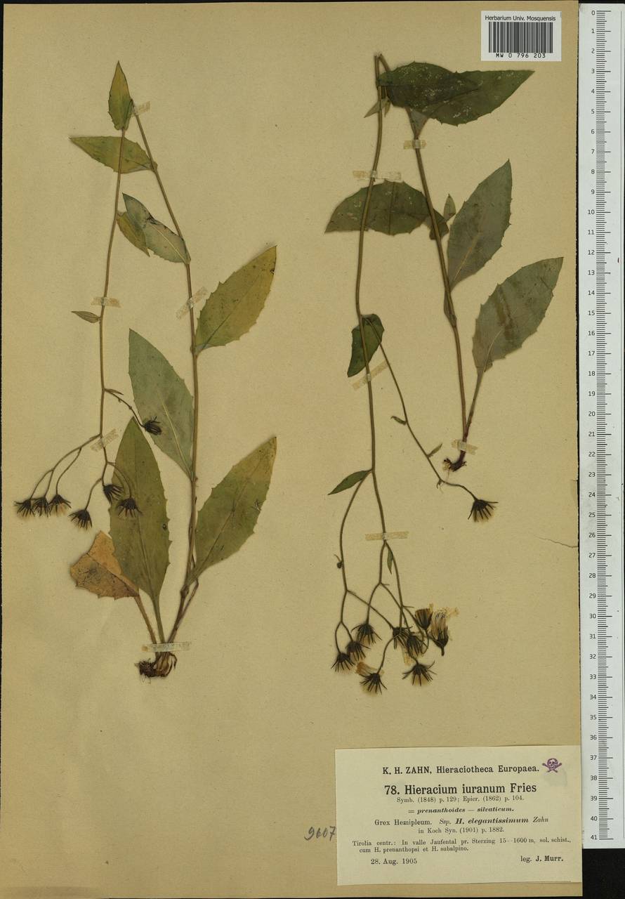 Hieracium jurassicum subsp. elegantissimum (Zahn) Gottschl., Западная Европа (EUR) (Австрия)