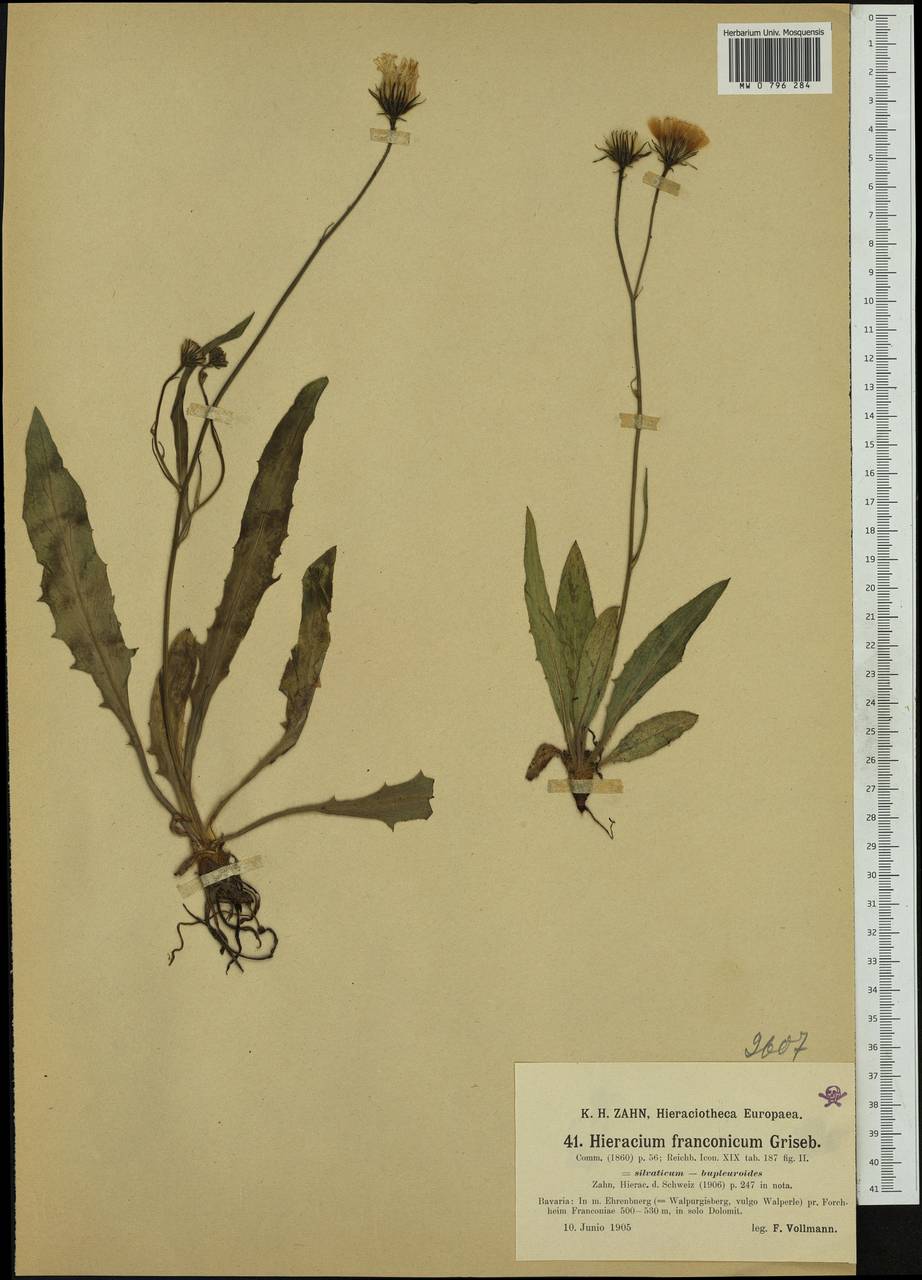 Hieracium franconicum (Griseb.) Zahn, Западная Европа (EUR) (Германия)