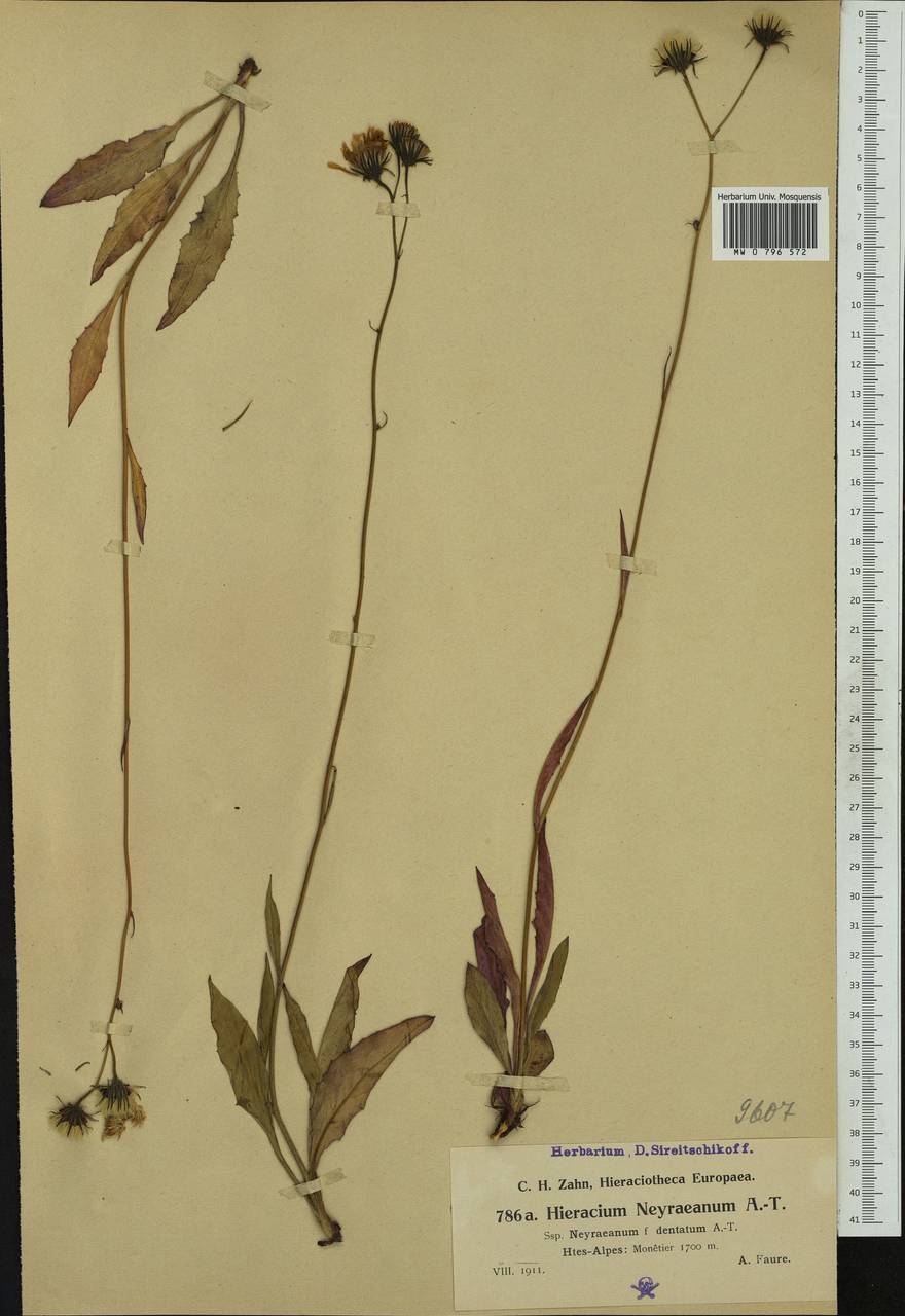 Hieracium neyranum Arv.-Touv., Западная Европа (EUR) (Франция)