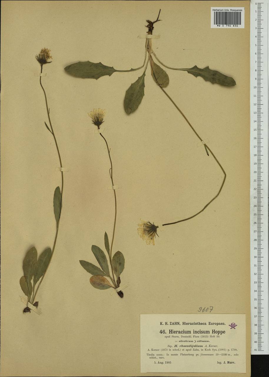 Hieracium pallescens subsp. rhoeadifolium (Willk.) Gottschl., Западная Европа (EUR) (Австрия)