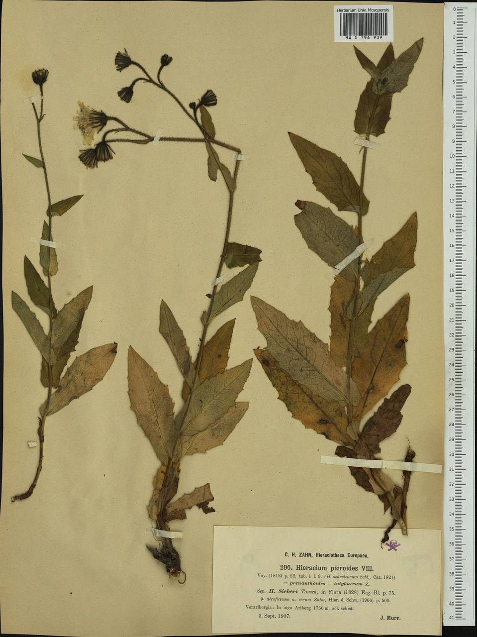 Hieracium picroides subsp. lutescens (Zahn) Greuter, Западная Европа (EUR) (Австрия)