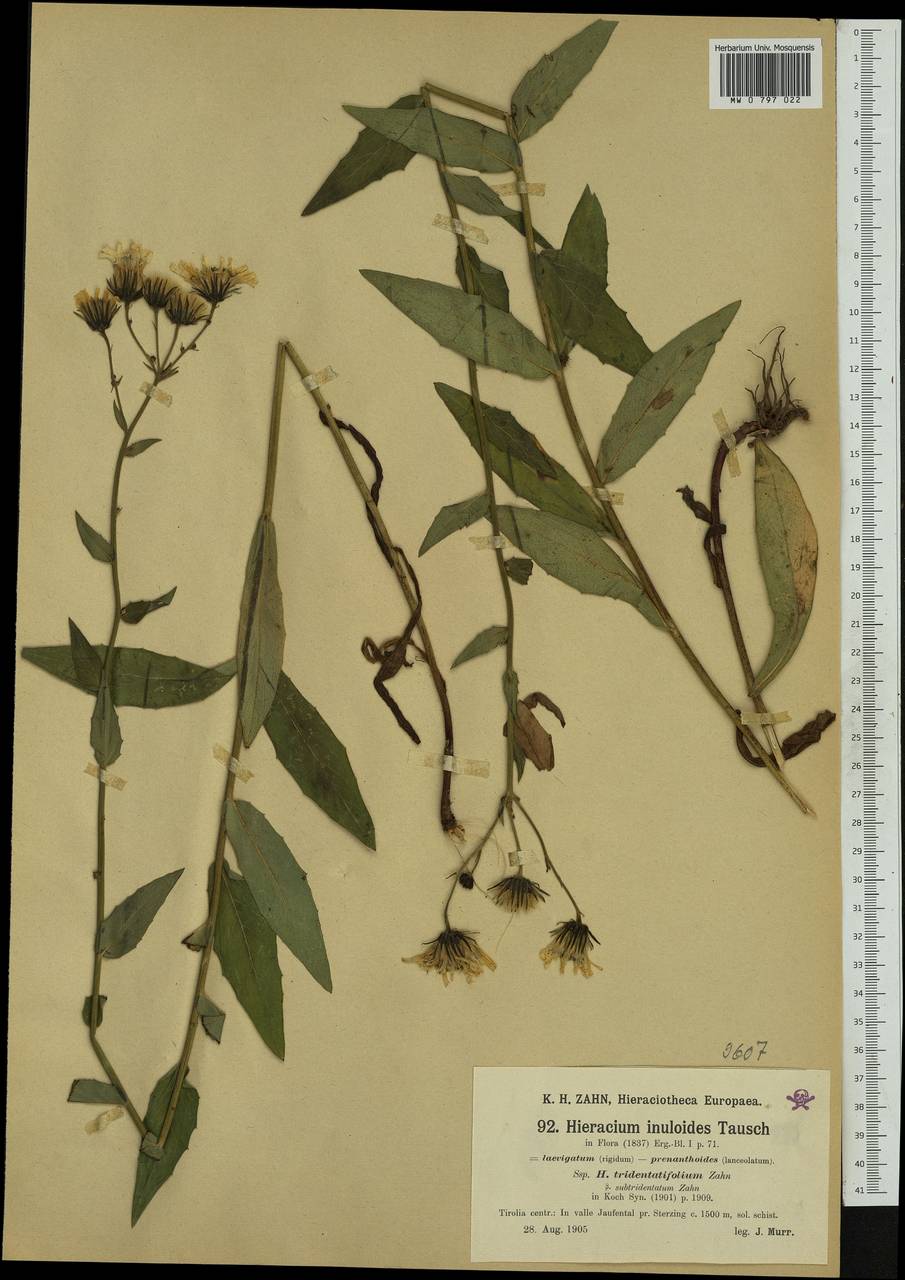 Hieracium inuloides subsp. tridentatifolium (Zahn) Zahn, Западная Европа (EUR) (Австрия)