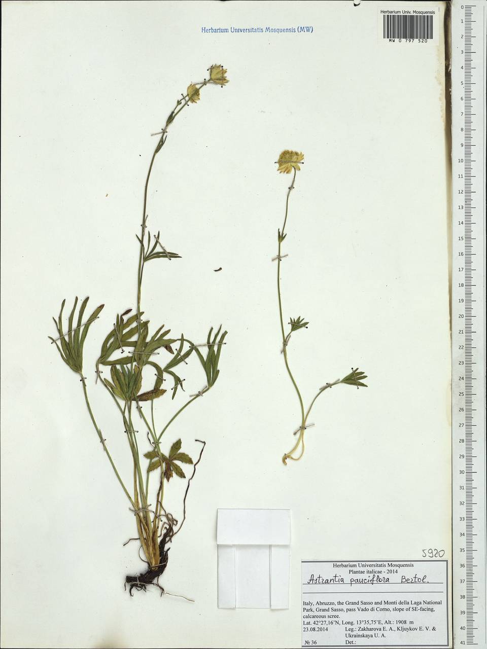 Astrantia pauciflora Bertol., Западная Европа (EUR) (Италия)