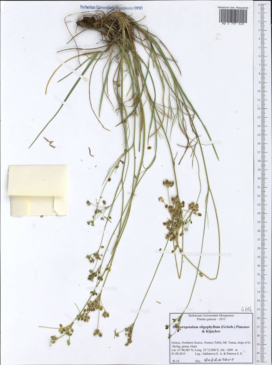 Dichoropetalum oligophyllum (Griseb.) Pimenov & Kljuykov, Западная Европа (EUR) (Греция)