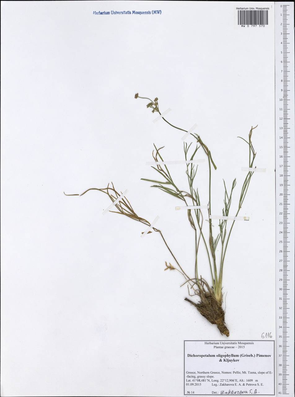 Dichoropetalum oligophyllum (Griseb.) Pimenov & Kljuykov, Западная Европа (EUR) (Греция)
