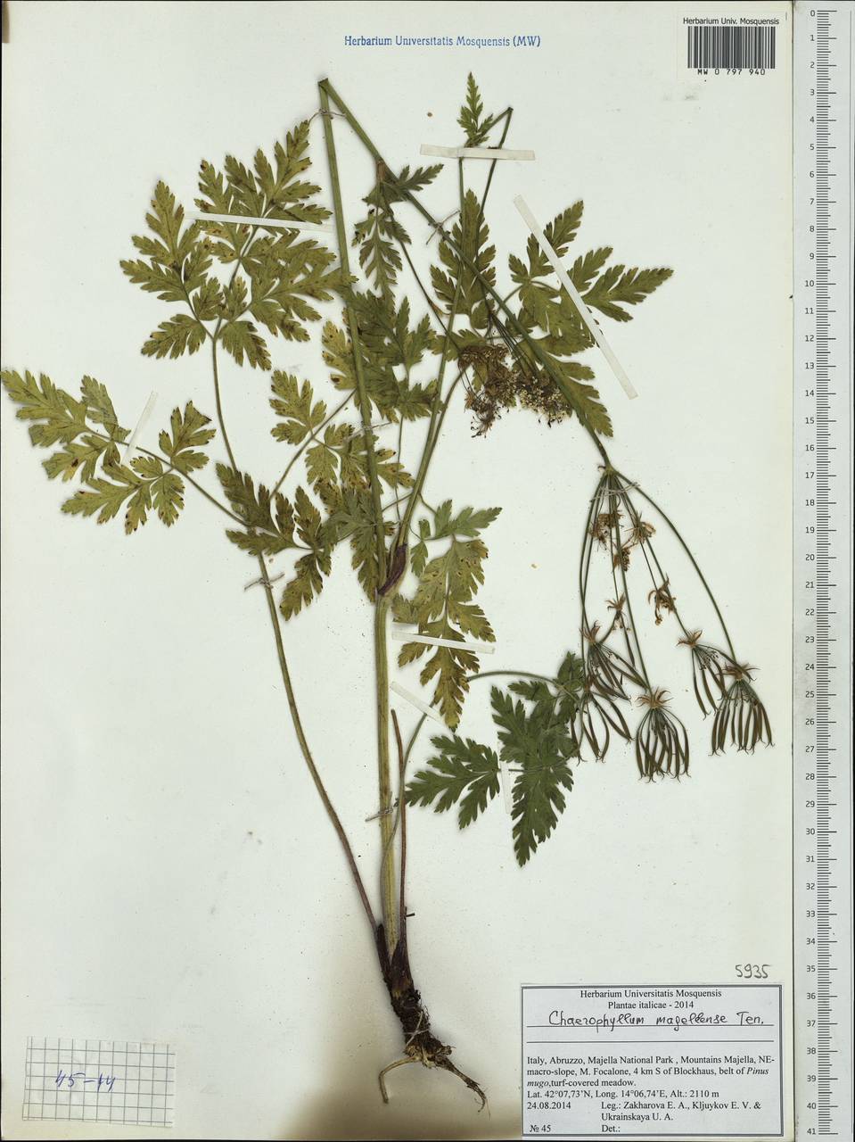 Chaerophyllum hirsutum subsp. magellense (Ten.) Pignatti, Западная Европа (EUR) (Италия)