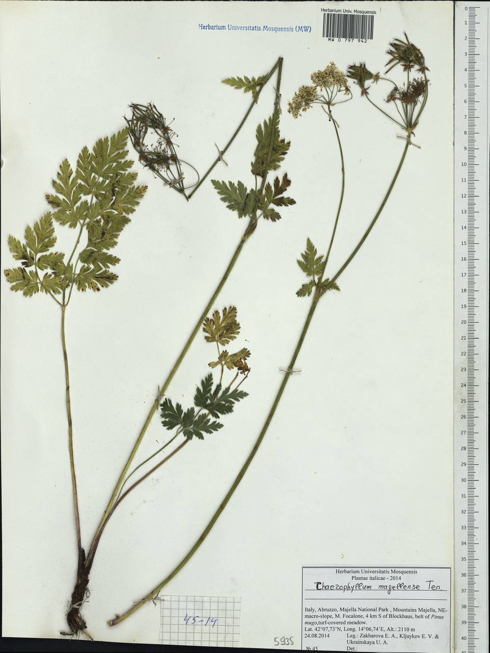 Chaerophyllum hirsutum subsp. magellense (Ten.) Pignatti, Западная Европа (EUR) (Италия)