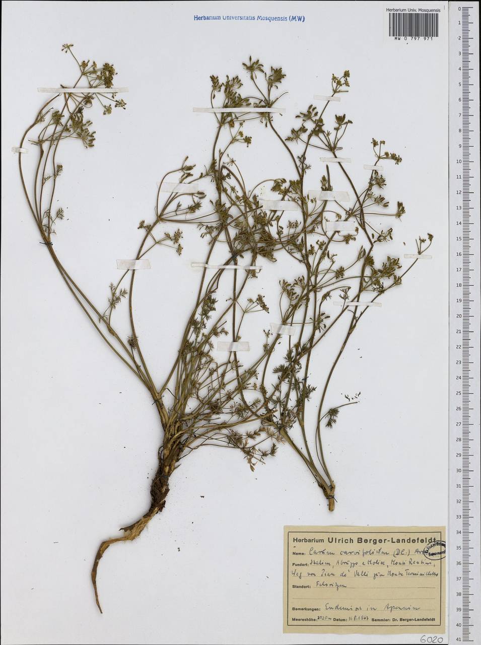 Carum meoides (Griseb.) Halácsy, Западная Европа (EUR) (Италия)