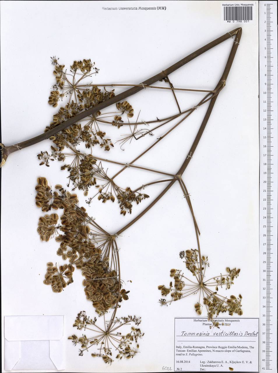 Tommasinia altissima (Mill.) Reduron, Западная Европа (EUR) (Италия)