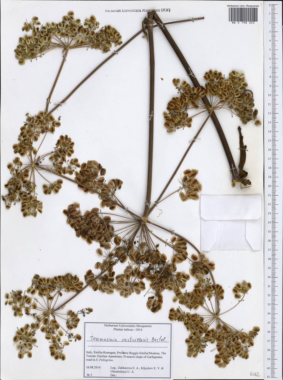 Tommasinia altissima (Mill.) Reduron, Западная Европа (EUR) (Италия)