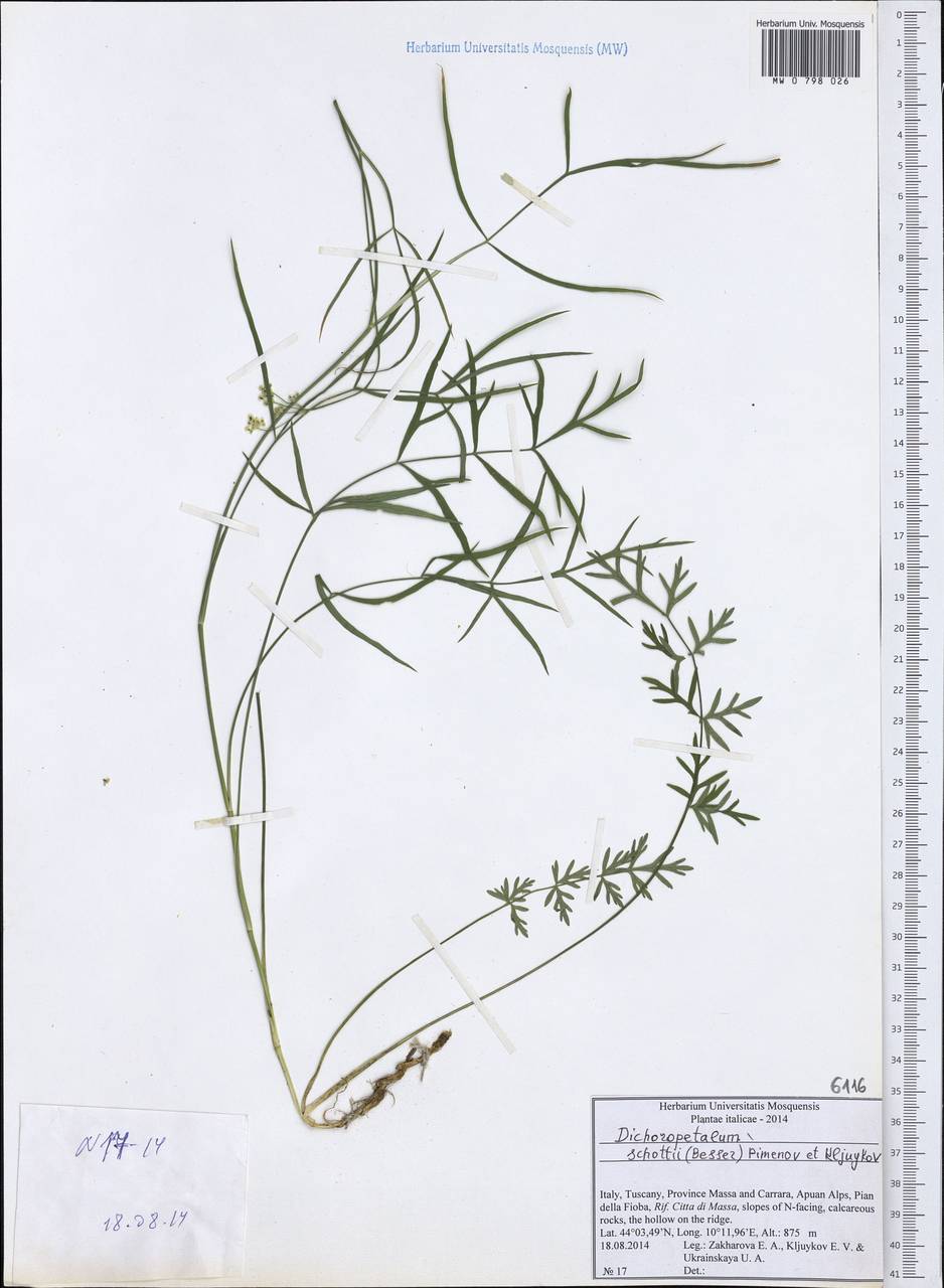 Dichoropetalum schottii (Besser ex DC.) Pimenov & Kljuykov, Западная Европа (EUR) (Италия)