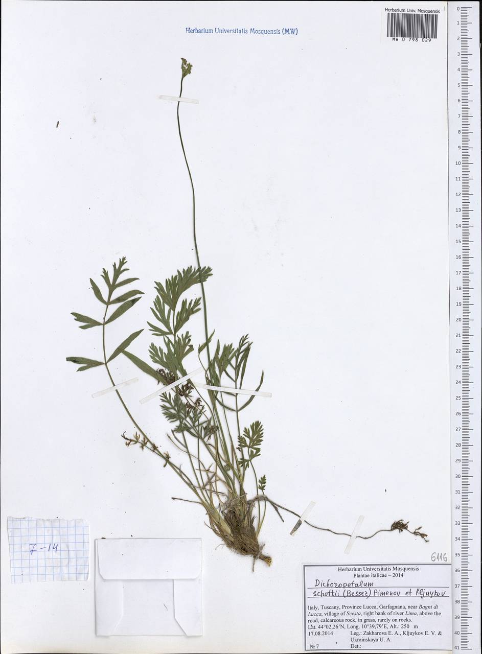 Dichoropetalum schottii (Besser ex DC.) Pimenov & Kljuykov, Западная Европа (EUR) (Италия)