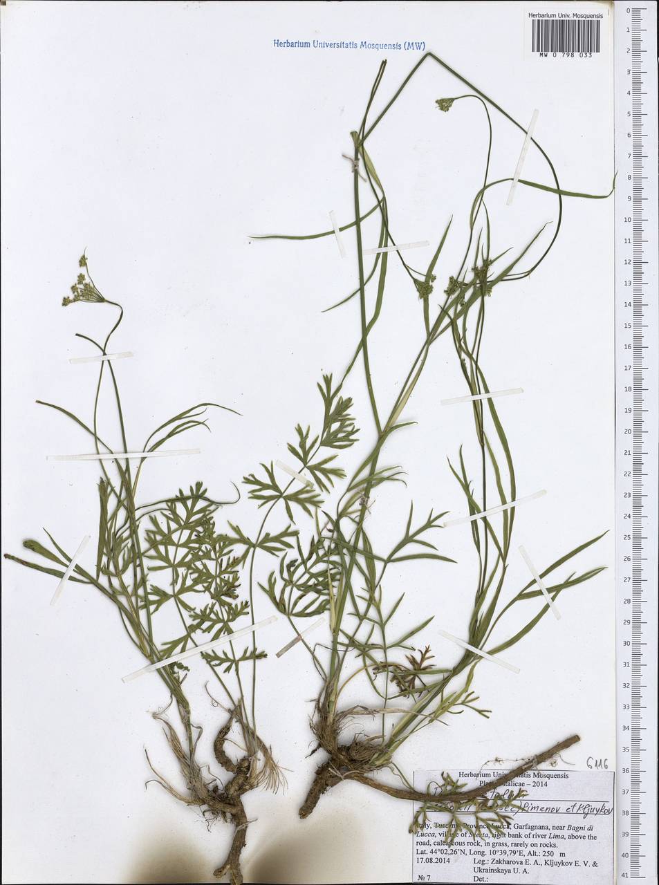 Dichoropetalum schottii (Besser ex DC.) Pimenov & Kljuykov, Западная Европа (EUR) (Италия)