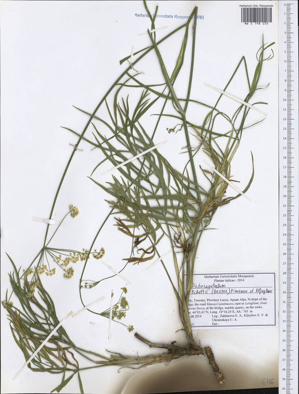 Dichoropetalum schottii (Besser ex DC.) Pimenov & Kljuykov, Западная Европа (EUR) (Италия)