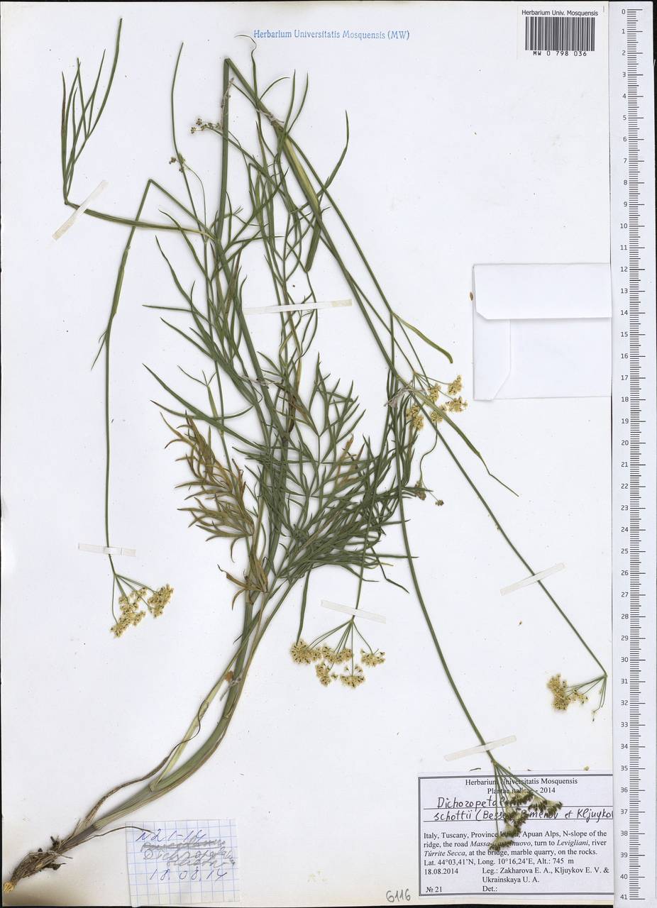 Dichoropetalum schottii (Besser ex DC.) Pimenov & Kljuykov, Западная Европа (EUR) (Италия)