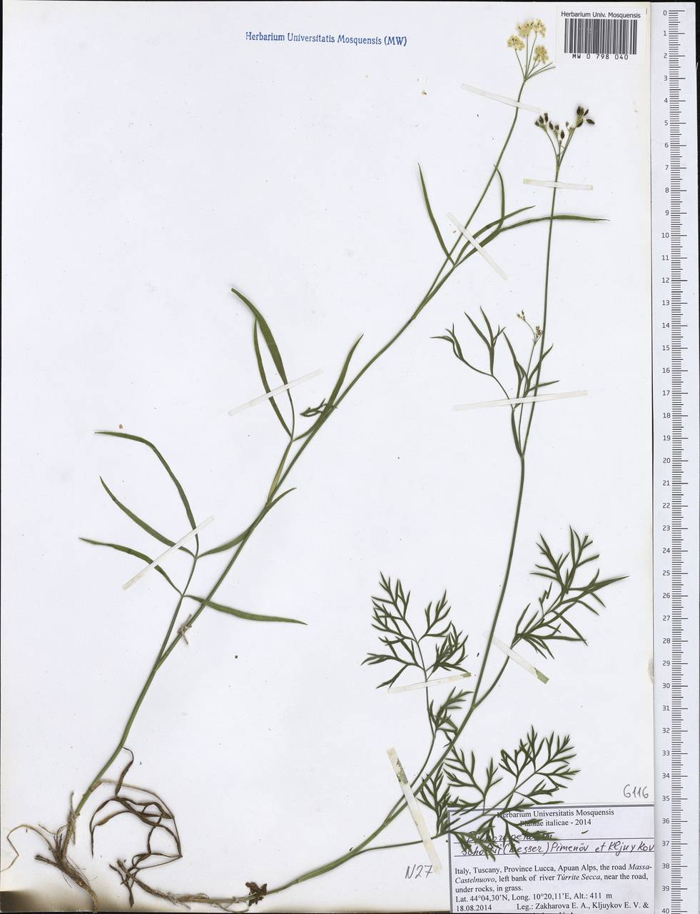 Dichoropetalum schottii (Besser ex DC.) Pimenov & Kljuykov, Западная Европа (EUR) (Италия)