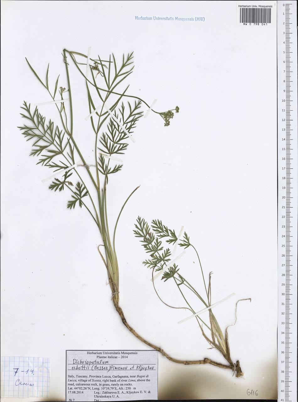 Dichoropetalum schottii (Besser ex DC.) Pimenov & Kljuykov, Западная Европа (EUR) (Италия)