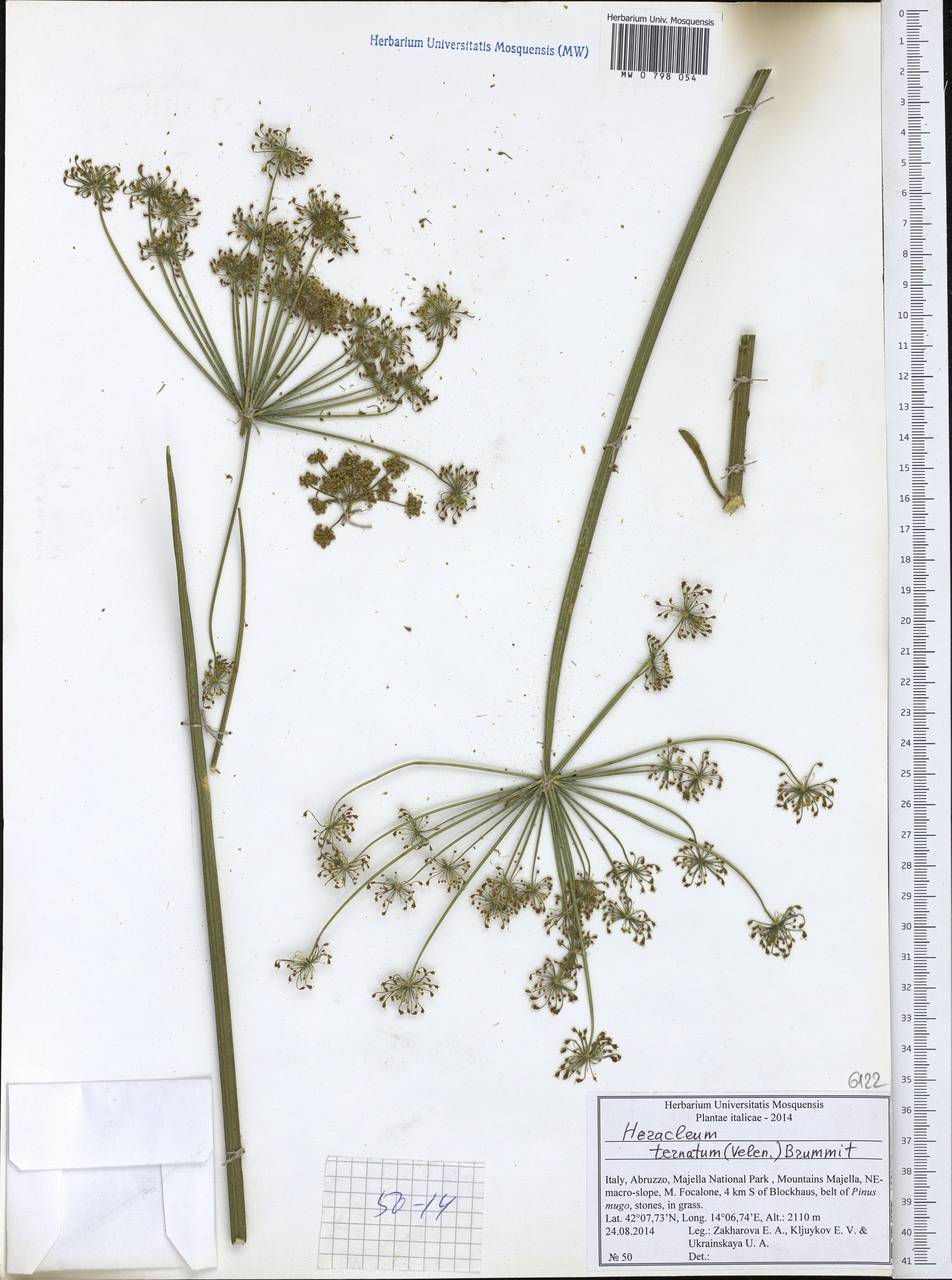 Heracleum sphondylium subsp. ternatum (Velen.) Brummitt, Западная Европа (EUR) (Италия)