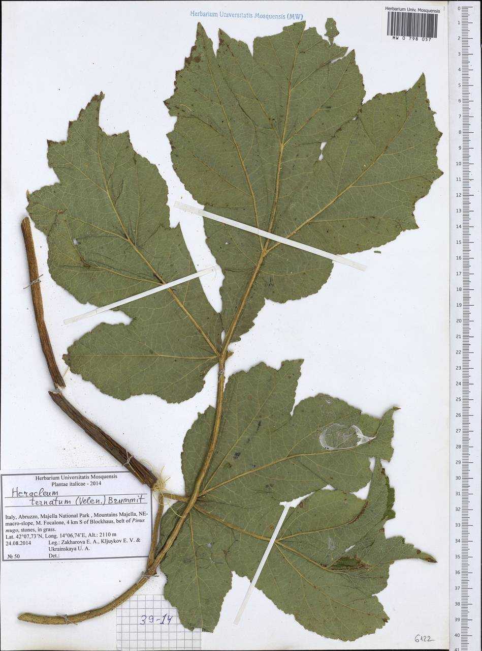 Heracleum sphondylium subsp. ternatum (Velen.) Brummitt, Западная Европа (EUR) (Италия)