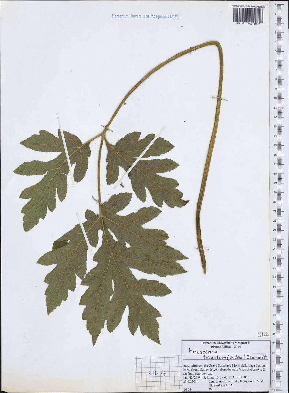 Heracleum sphondylium subsp. ternatum (Velen.) Brummitt, Западная Европа (EUR) (Италия)