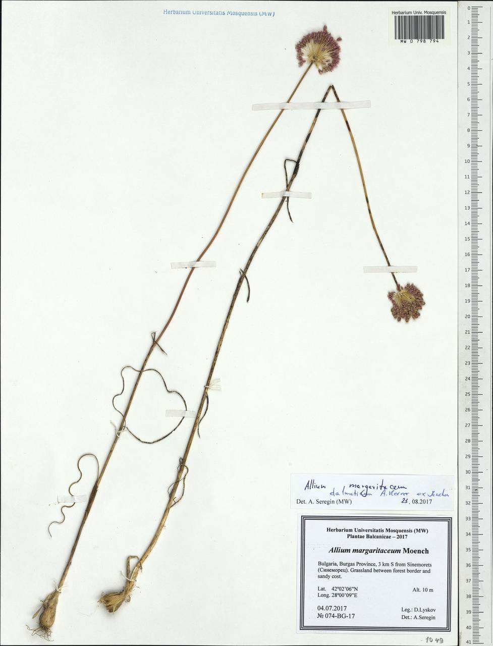 Allium guttatum subsp. dalmaticum (A.Kern. ex Janch.) Stearn, Западная Европа (EUR) (Болгария)