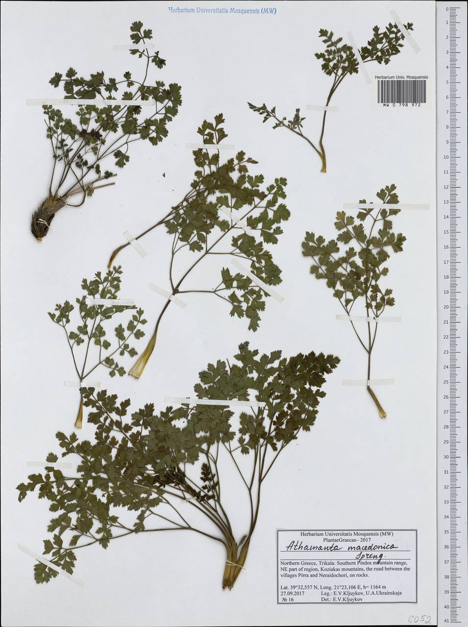 Bubon macedonicum L., Западная Европа (EUR) (Греция)