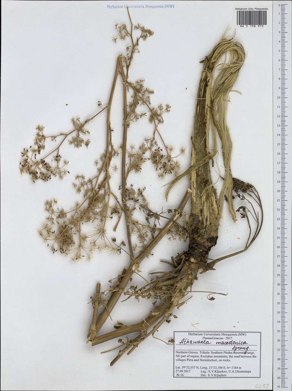 Bubon macedonicum L., Западная Европа (EUR) (Греция)