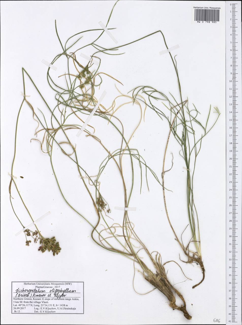 Dichoropetalum oligophyllum (Griseb.) Pimenov & Kljuykov, Западная Европа (EUR) (Греция)