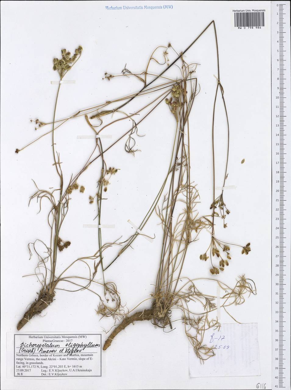 Dichoropetalum oligophyllum (Griseb.) Pimenov & Kljuykov, Западная Европа (EUR) (Греция)