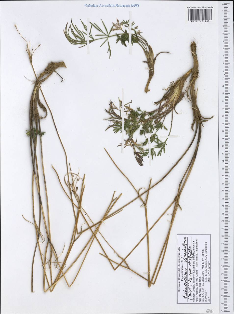 Dichoropetalum oligophyllum (Griseb.) Pimenov & Kljuykov, Западная Европа (EUR) (Греция)