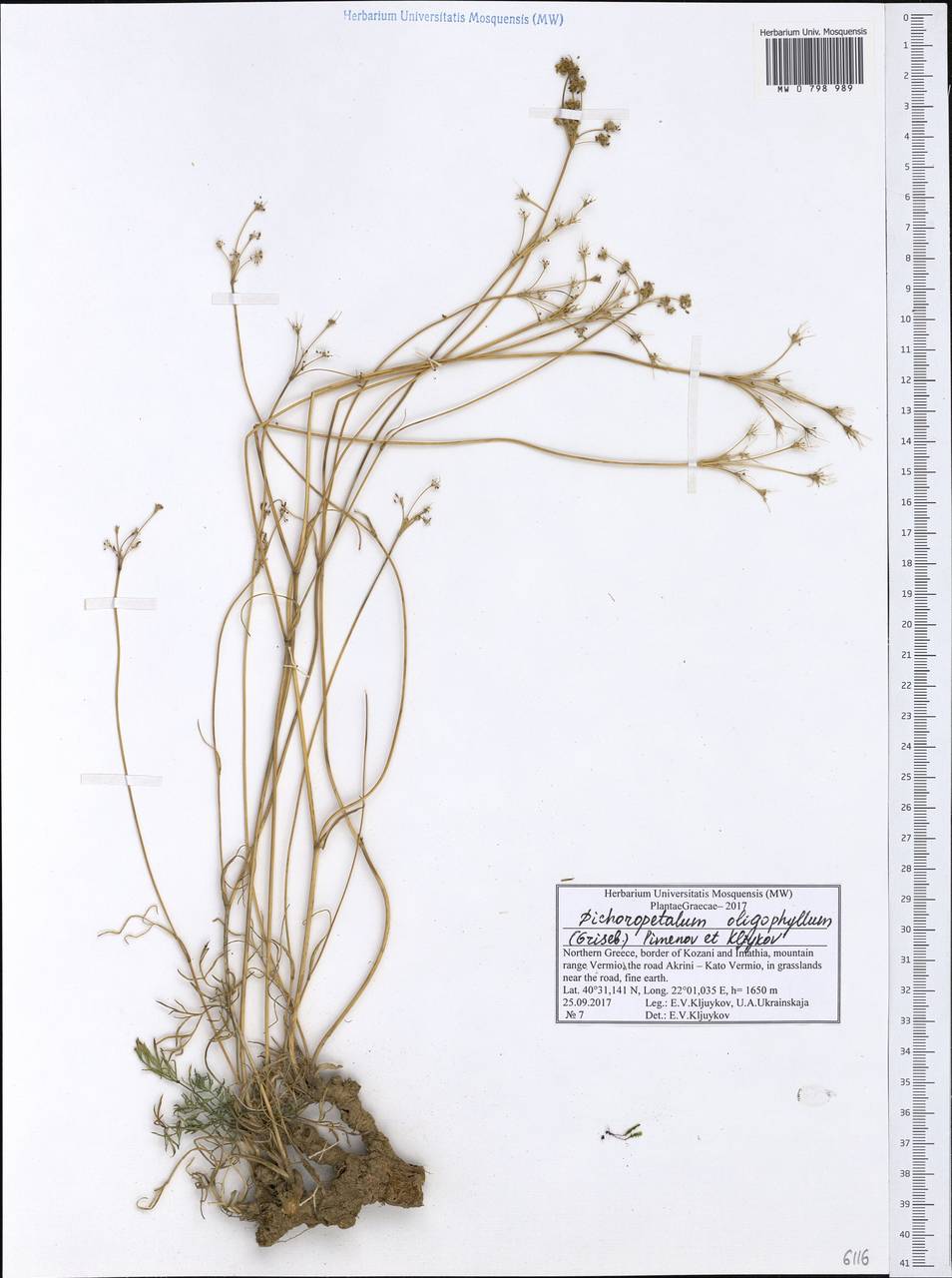 Dichoropetalum oligophyllum (Griseb.) Pimenov & Kljuykov, Западная Европа (EUR) (Греция)