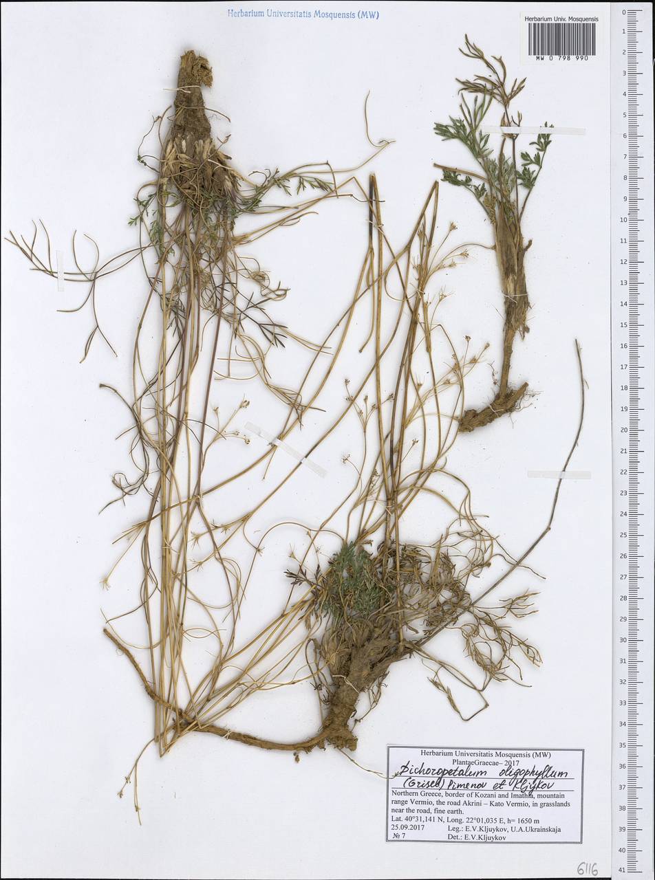 Dichoropetalum oligophyllum (Griseb.) Pimenov & Kljuykov, Западная Европа (EUR) (Греция)