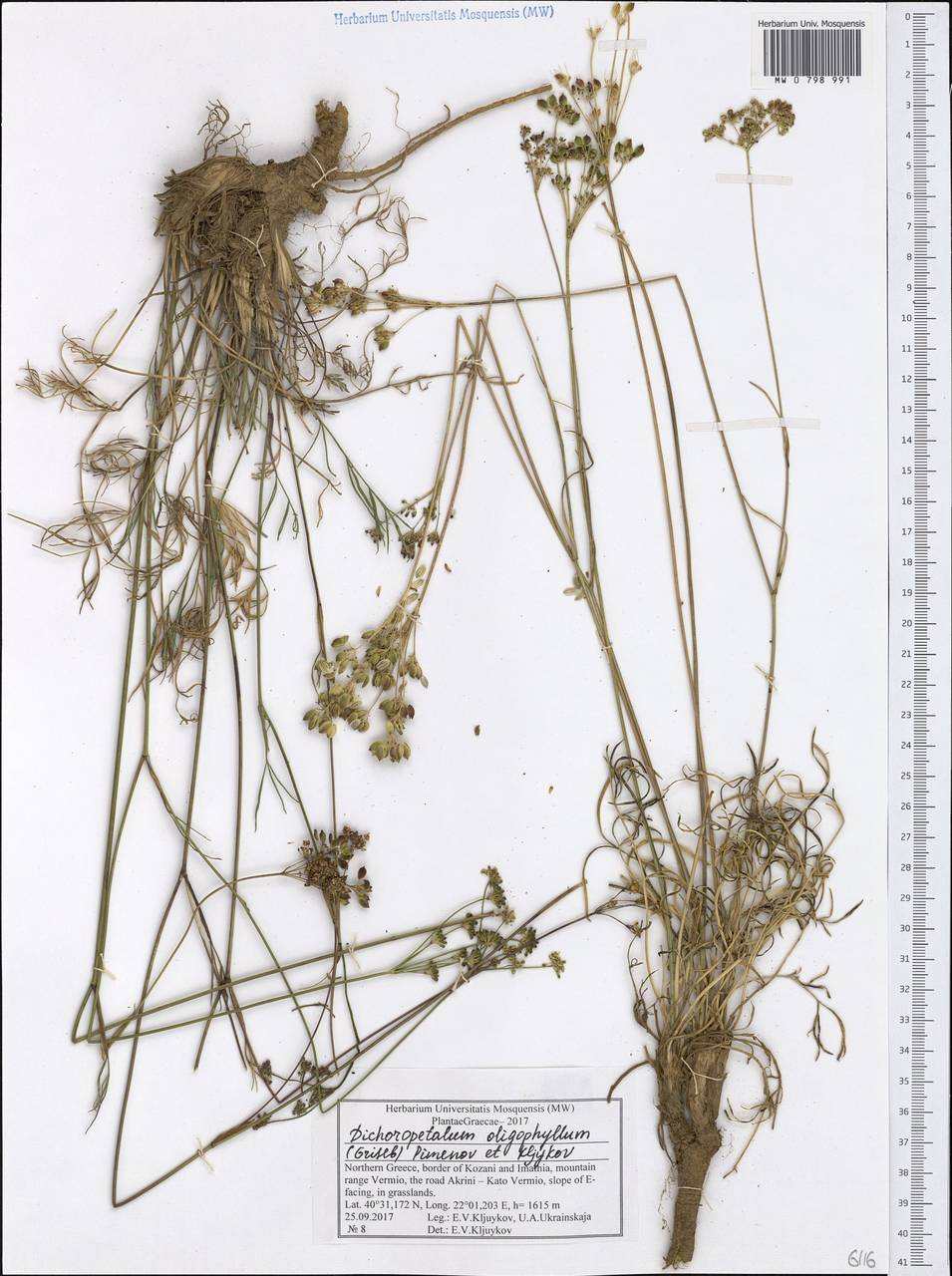 Dichoropetalum oligophyllum (Griseb.) Pimenov & Kljuykov, Западная Европа (EUR) (Греция)