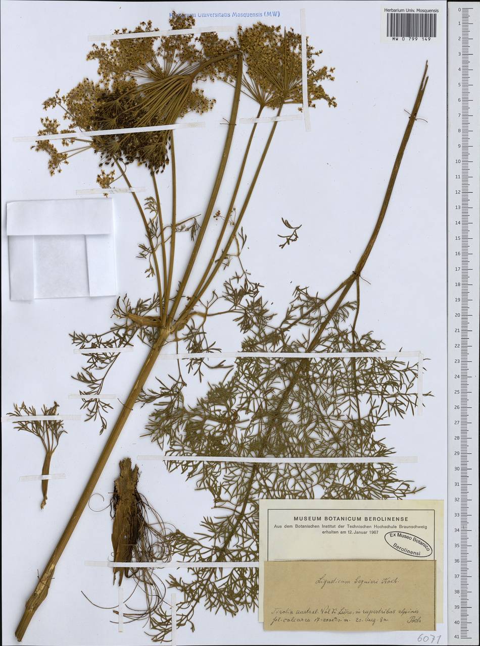 Coristospermum lucidum subsp. seguieri (Jacq.) Banfi & Bracchi, Западная Европа (EUR) (Италия)